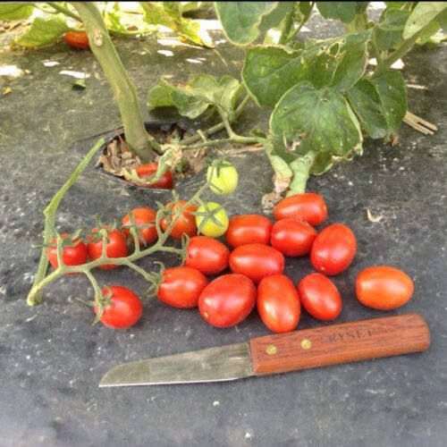 Mini Roma Tomato - Mini Roma No. 2