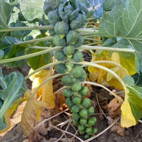 Brussels Sprouts - Platinus F1