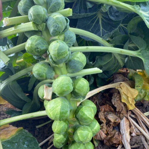 Brussels Sprouts - Solidus F1