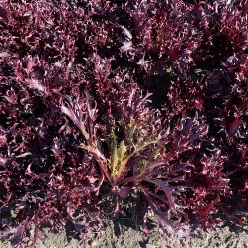 Redstar - Baby Leaf Lettuce