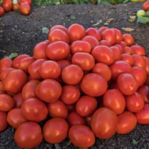 Processing Tomato - Heinz 1657 VHL