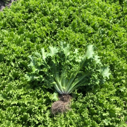 Endive - Pandie